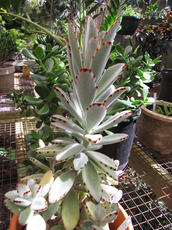 Potted succulent with fuzzy, brown-marked leaves.