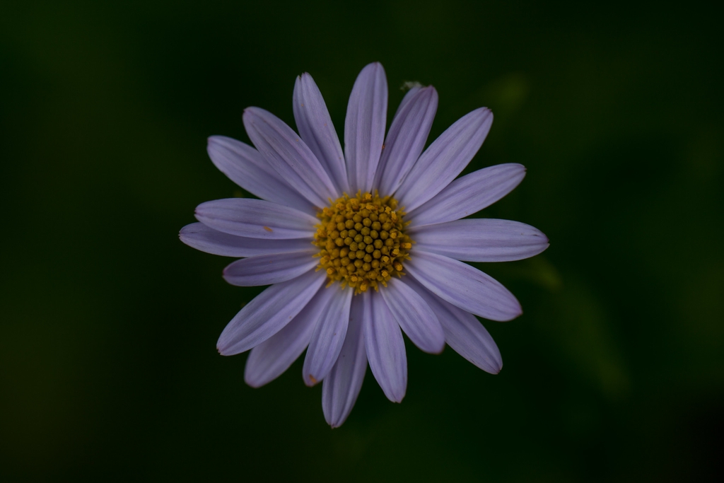 Kalimeris incisa