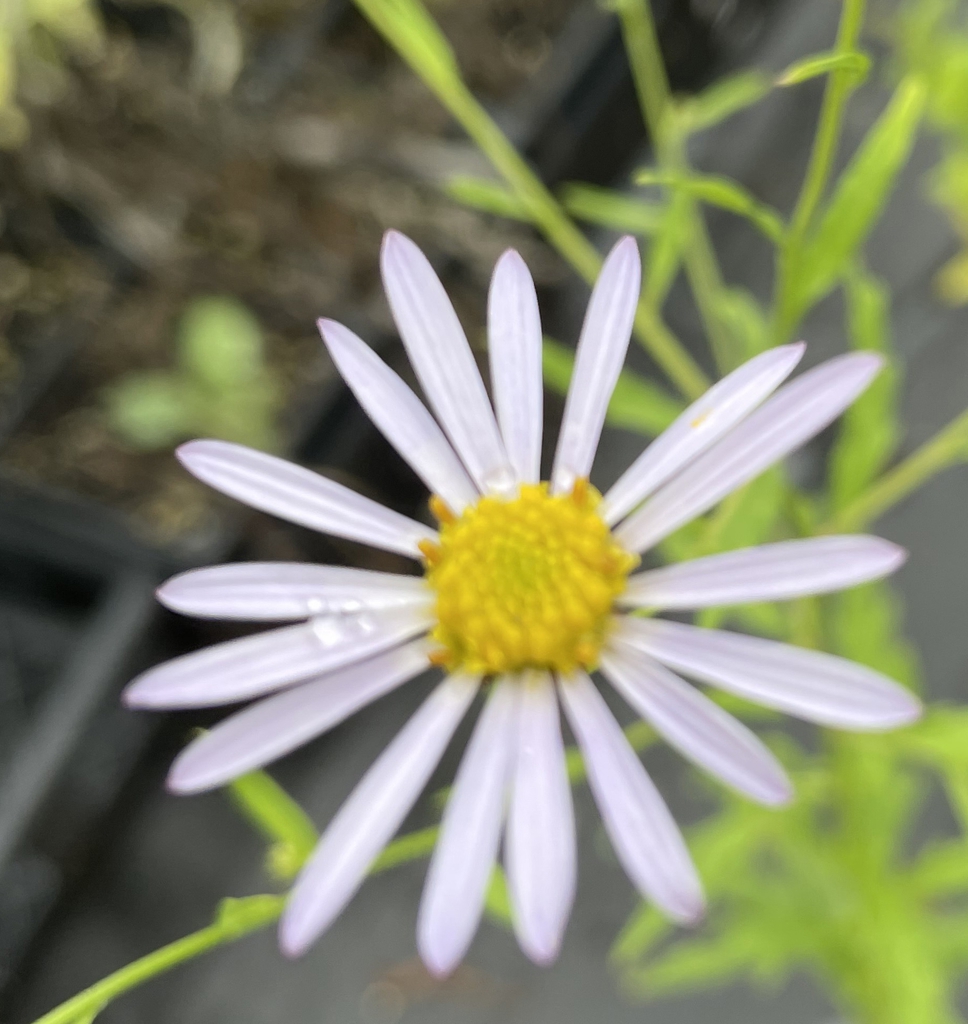 Kalimeris incisa