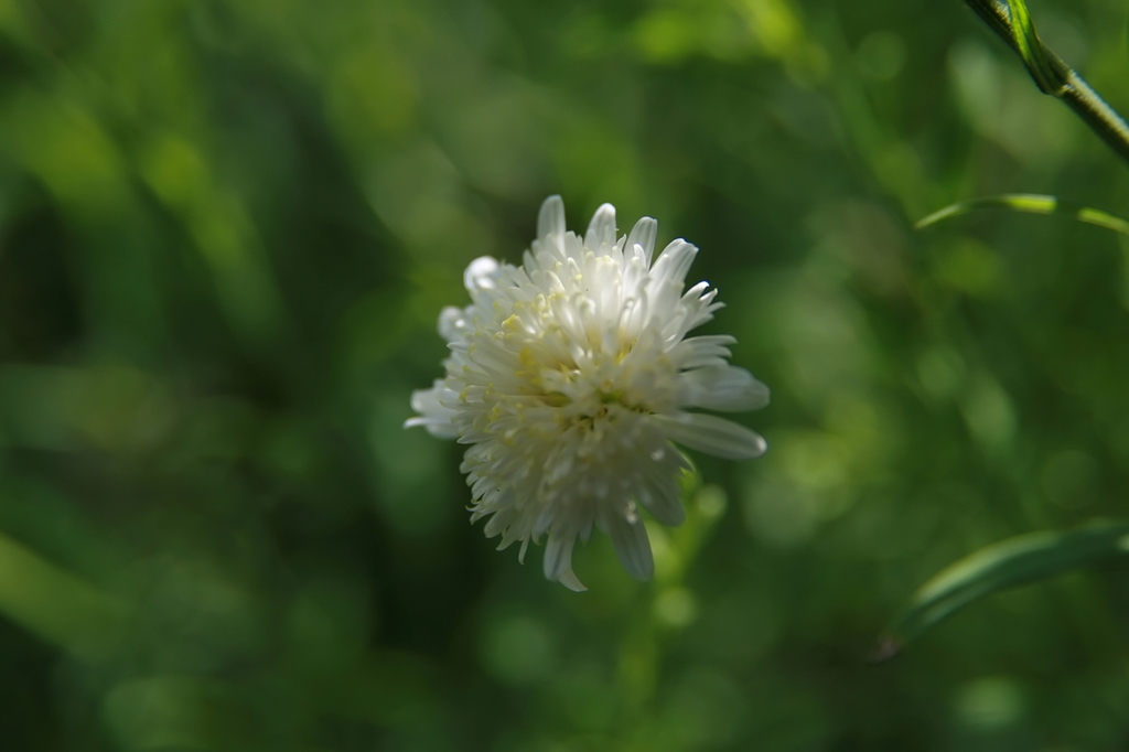 'Hortensis' flower