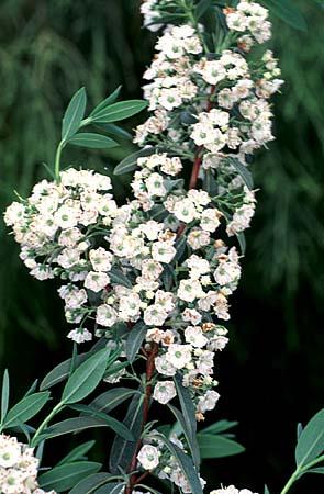 Kalmia angustifolia, K. carolina