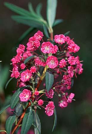 Kalmia angustifolia, K. carolina