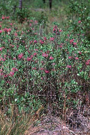 Kalmia angustifolia, K. carolina