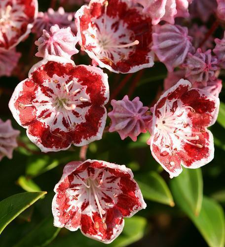 Cluster of pink bell-shaped flowers with dark red interiors.