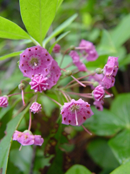 Flower closeup