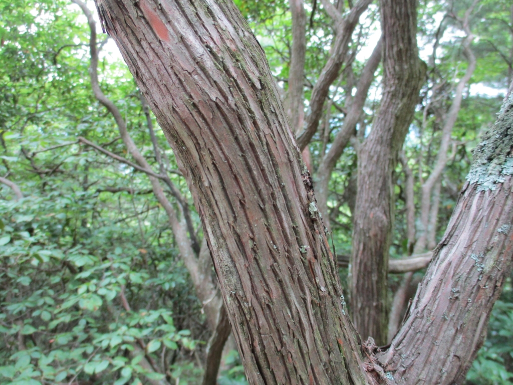 Brown branches with deep, longitudinal furrows in the bark