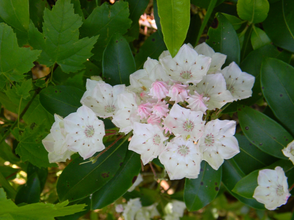 A cluster of white, bell-shaped flowers & pink, ridged buds