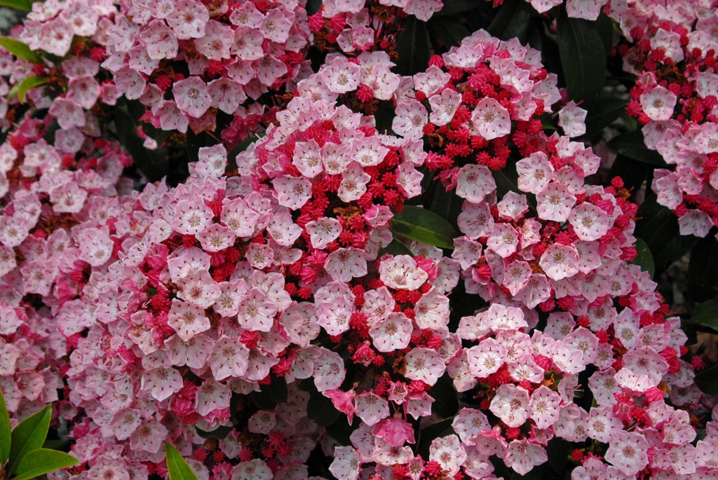 Cluster of pink bell-shaped flowers with dark pink, ridged buds