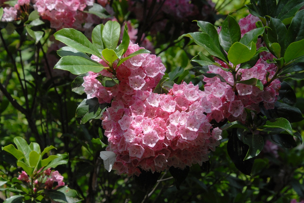 Cluster of pink bell-shaped flowers among green ovate leaves