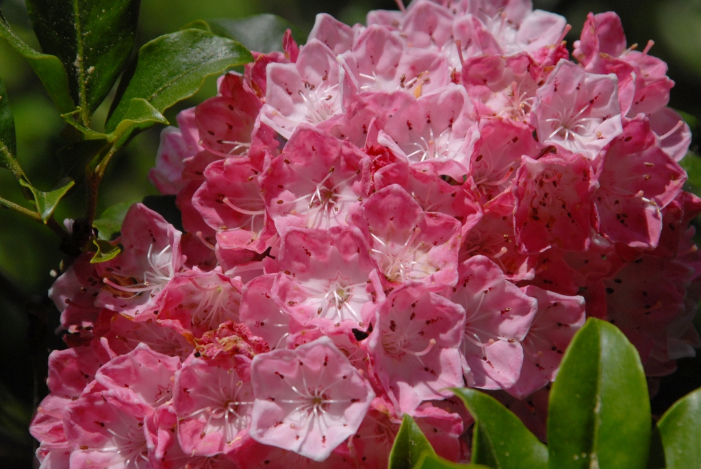 Cluster of pink bell-shaped flowers.