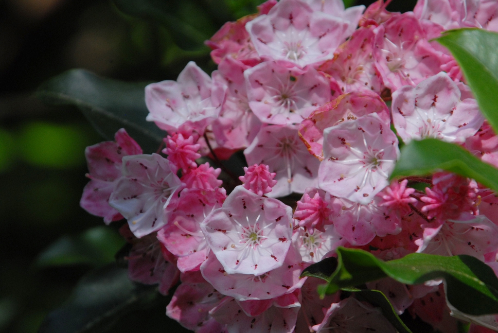 Cluster of pink bell-shaped flowers with pink, ridged buds
