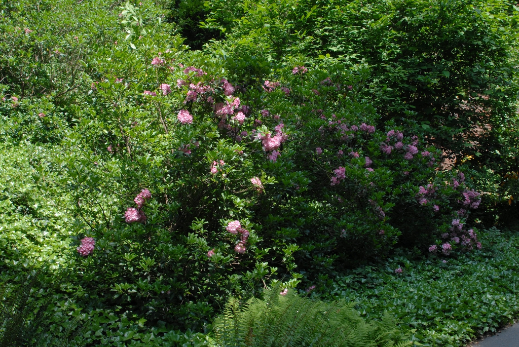 Shrub with clusters of pink flowers.