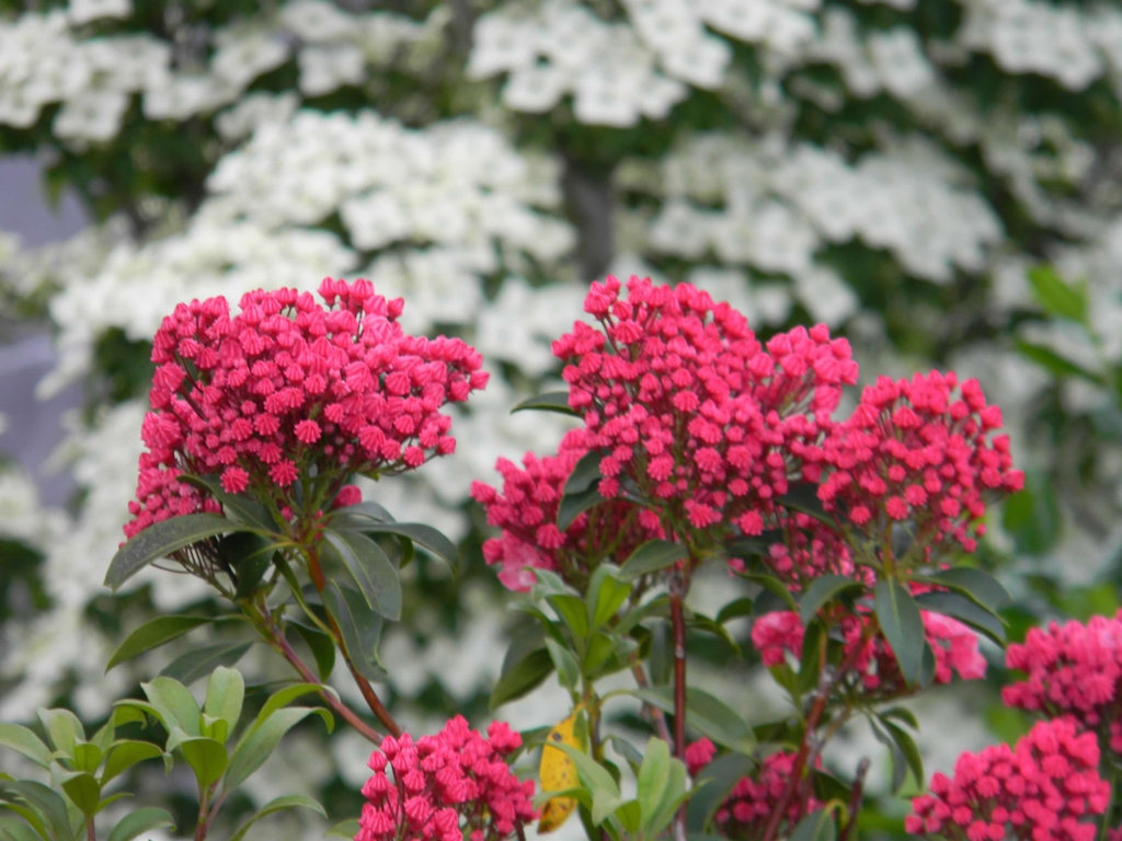 Kalmia latifolia 'Sarah'