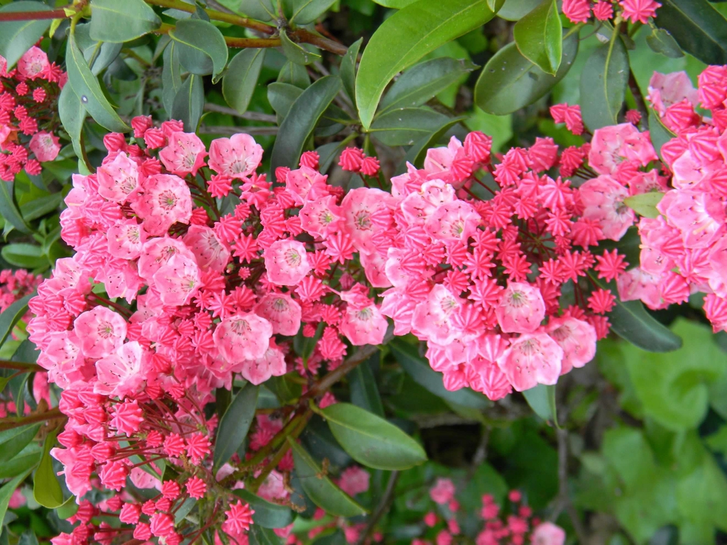 Kalmia latifolia 'Sarah'
