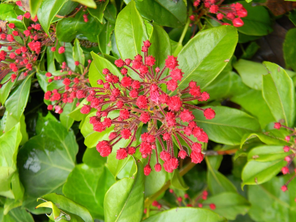 Kalmia latifolia 'Sarah'