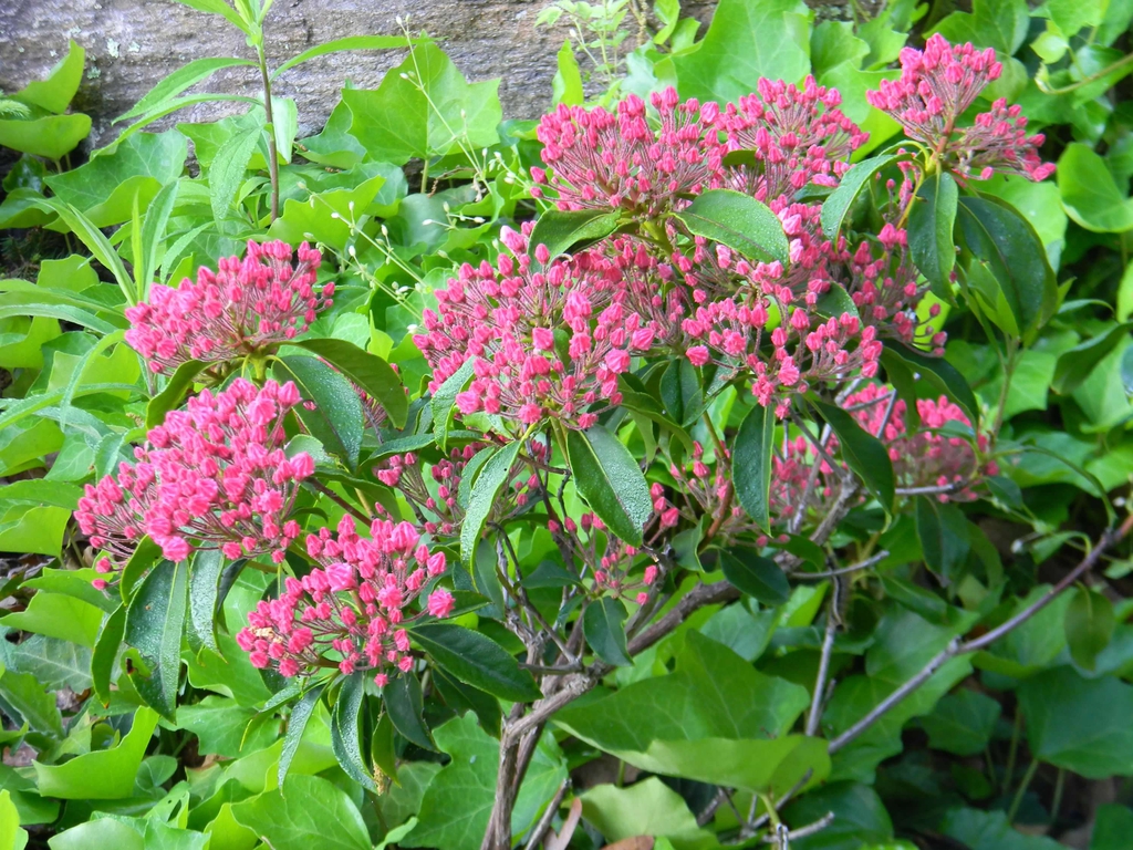Kalmia latifolia 'Sarah'