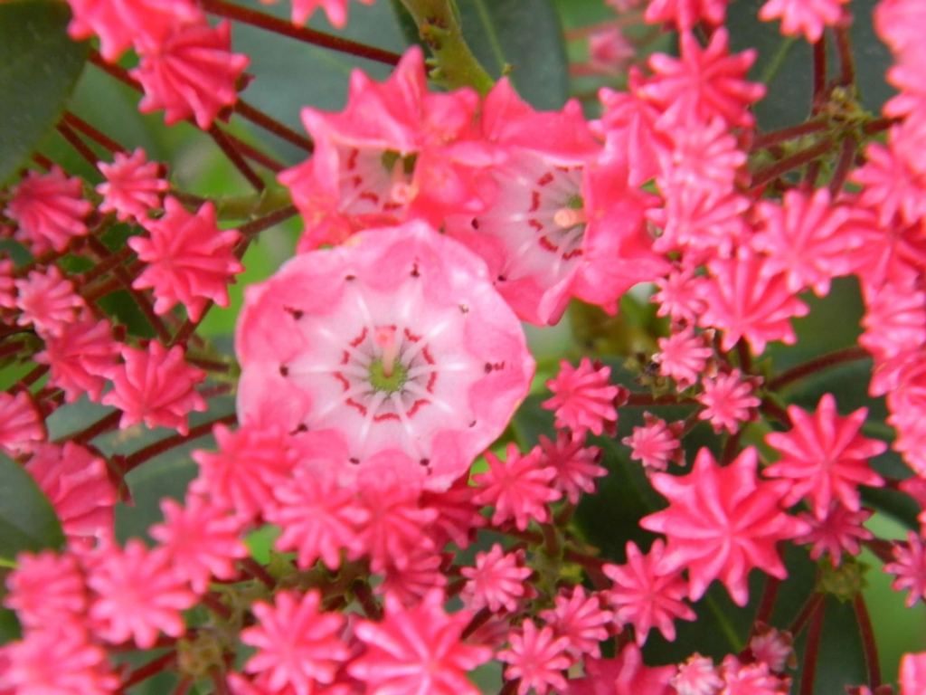 Kalmia latifolia 'Sarah'