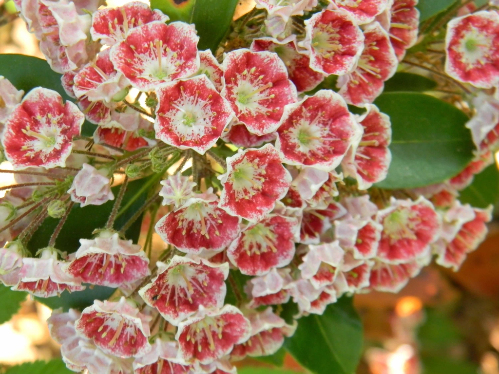 Cluster of pink bell-shaped flowers with dark red interiors.