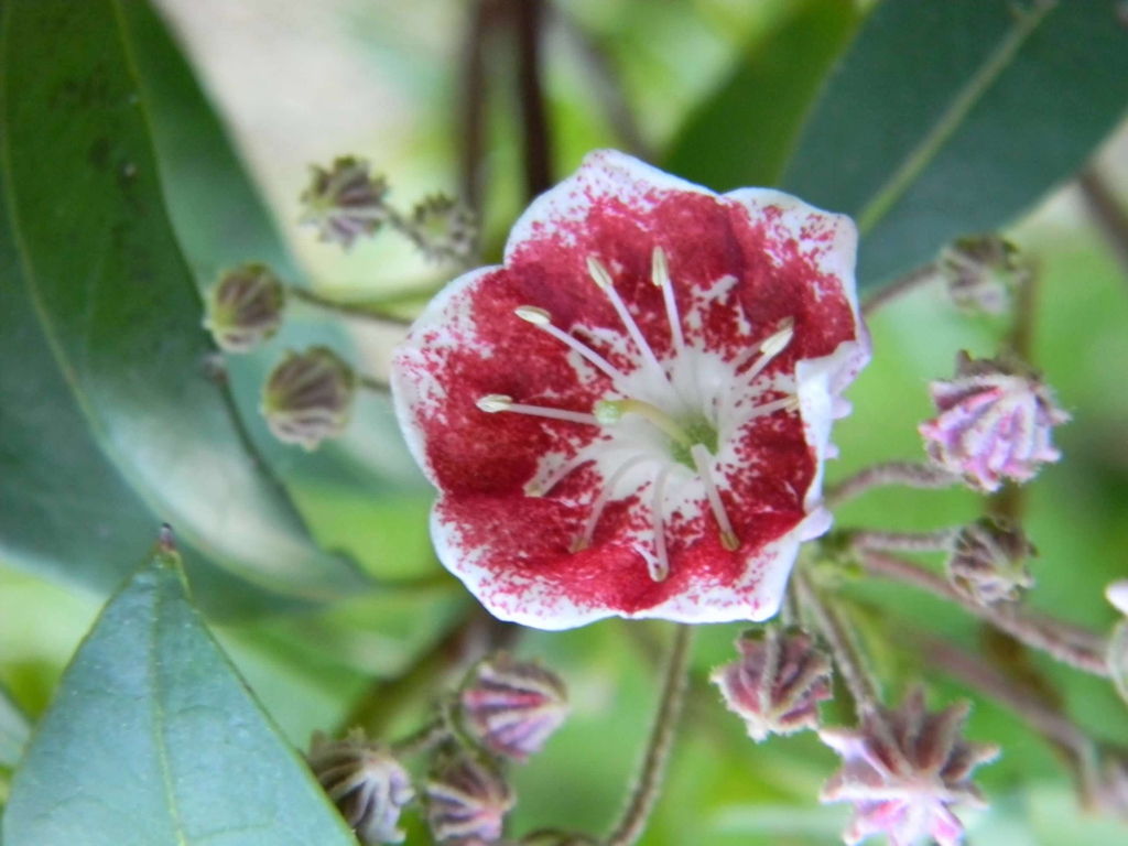 A pink bell-shaped flower with dark red-blotched interior.