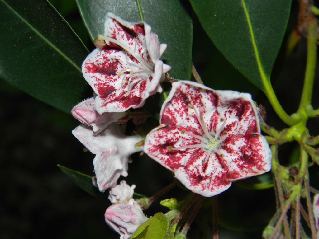 Pair of white flowers with red-speckled interiors