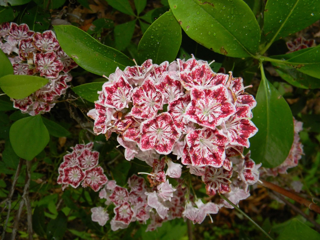 Cluster of white flowers with red-speckled interiors.