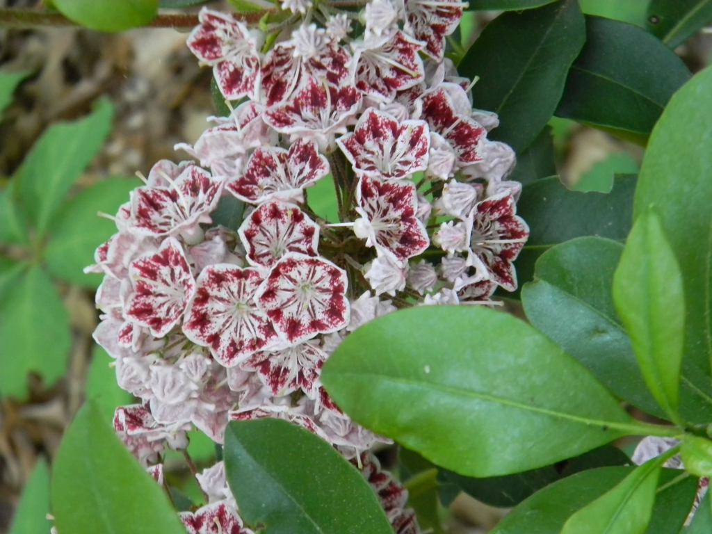 Cluster of pink bell-shaped flowers with red-speckled interiors.