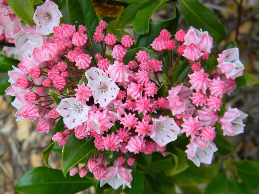 Cluster of pink bell-shaped flowers & dark pink, ridged buds