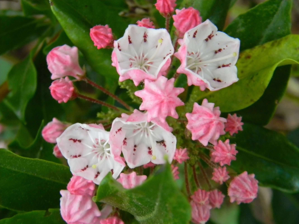 Cluster of pink bell-shaped flowers & dark pink, ridged buds