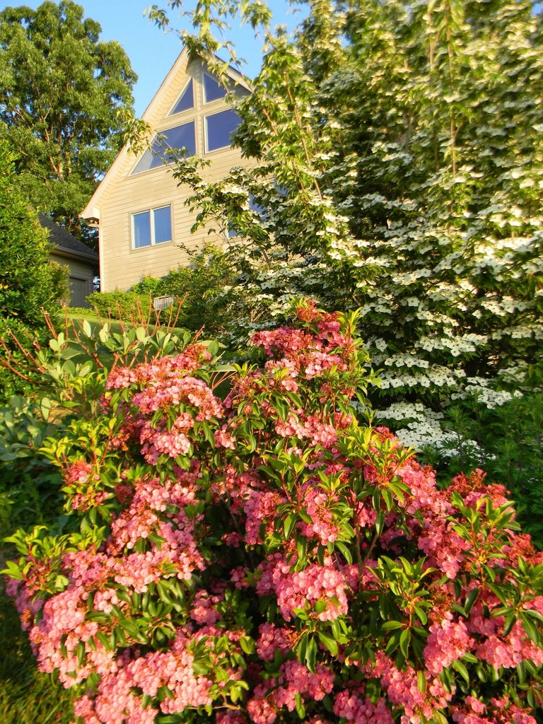 Kalmia latifolia 'Sarah'