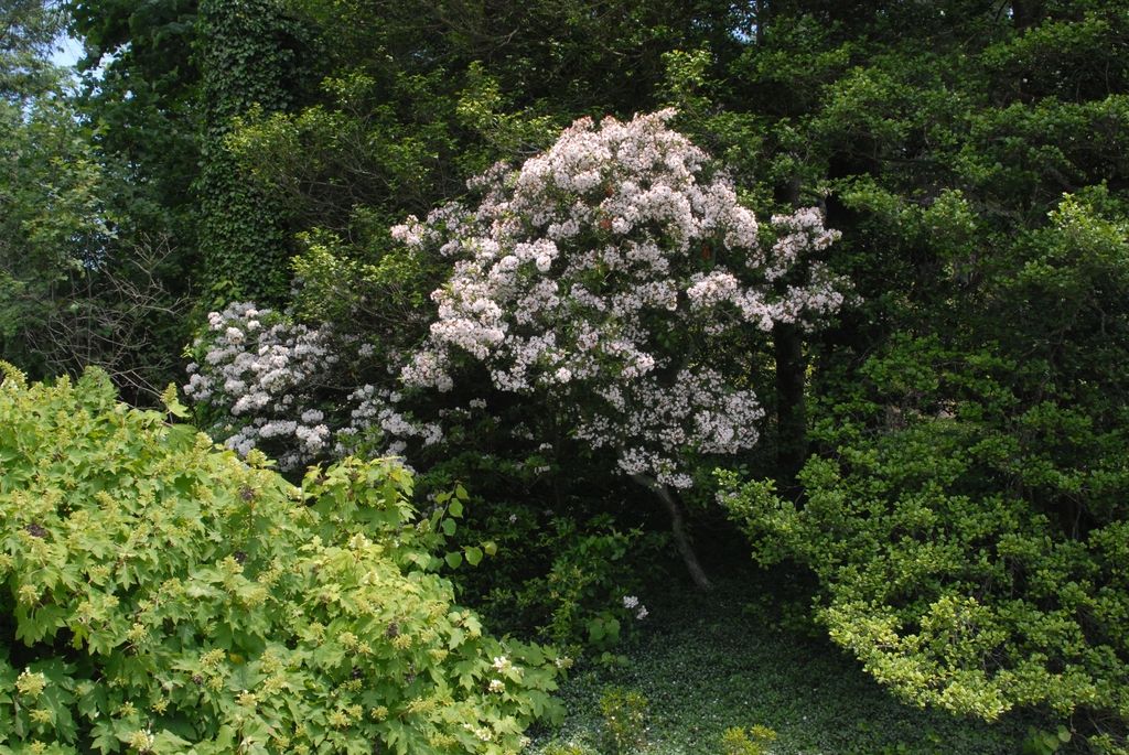 Shrub covered in white flowers among other green shrubs.