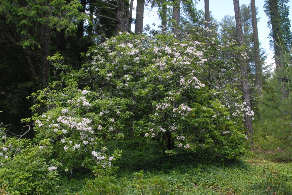 Shrub with clusters of white flowers.