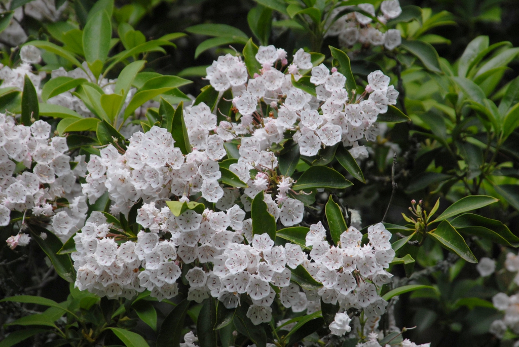Clusters of white flowers among green, ovate leaves