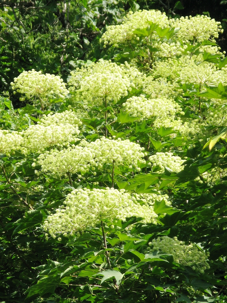 Clusters of creamy flowers