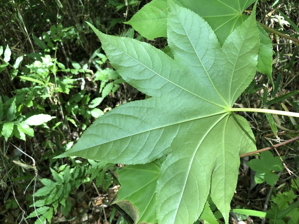 Underside of leaf