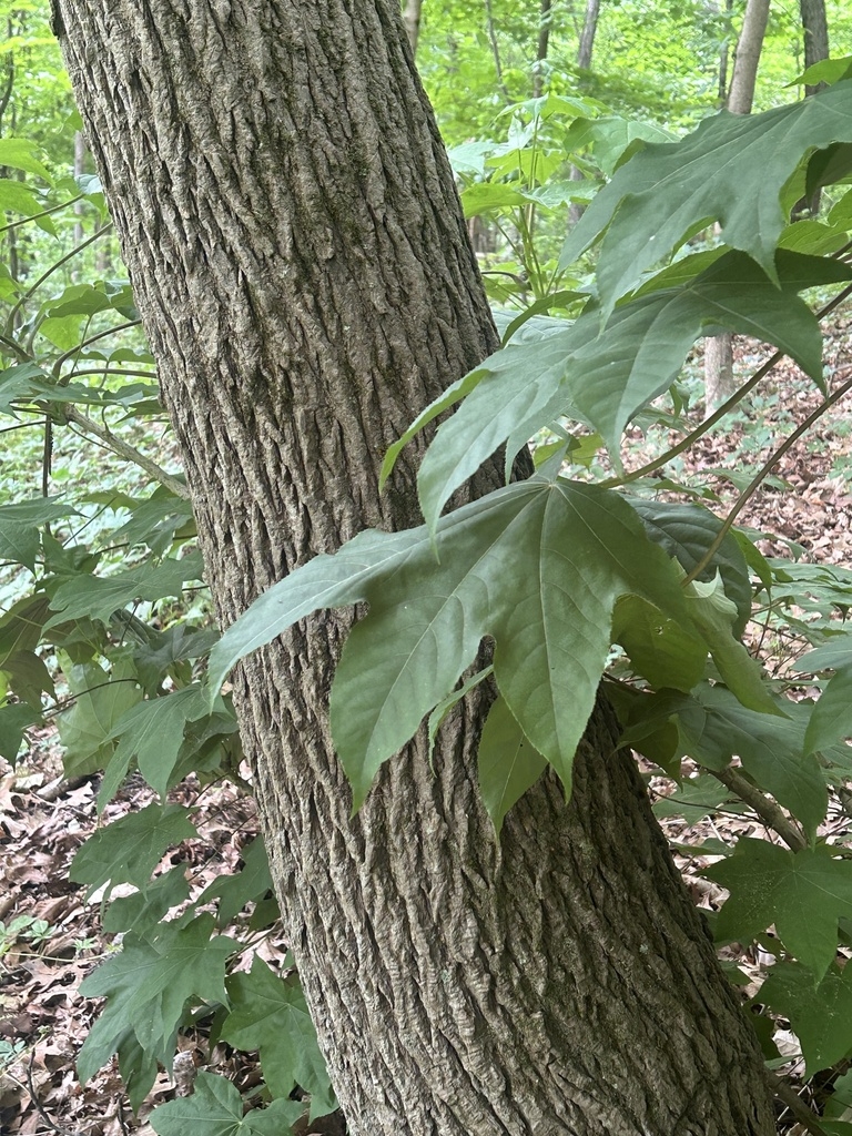 Brown fissured bark