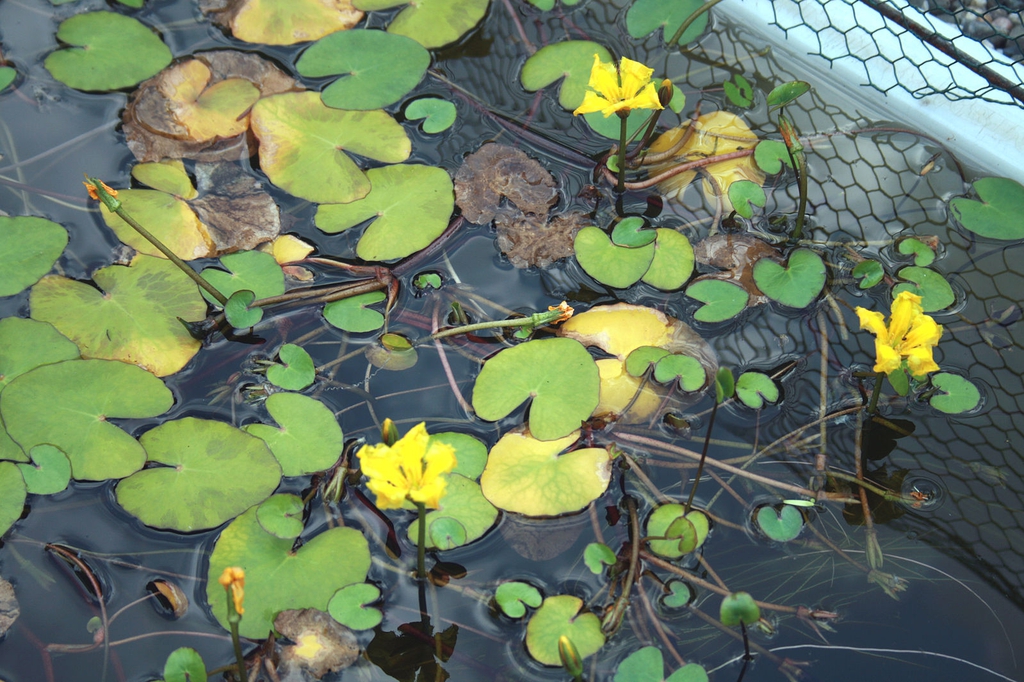 Nymphoides pelatum