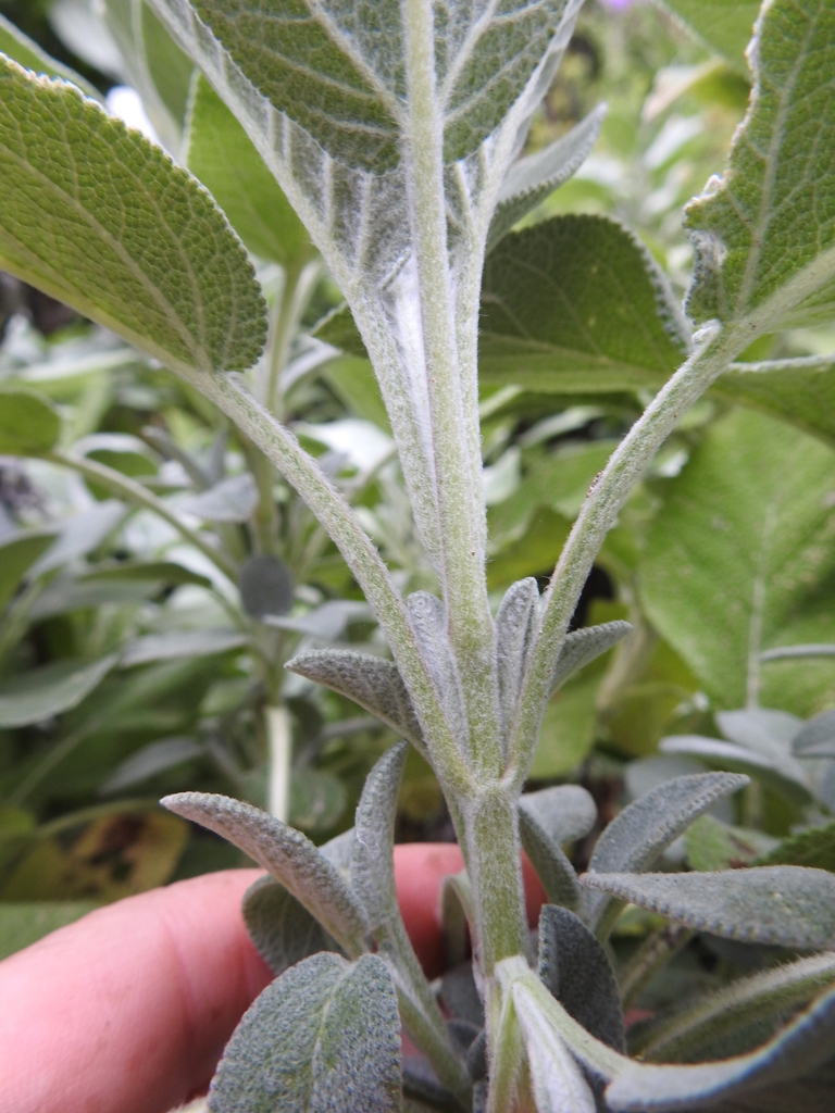 Opposite leaf attachment to hairy stems