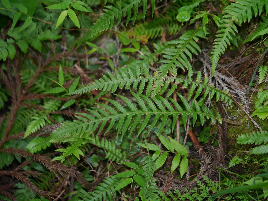 Thelypteris decursive-pinnata