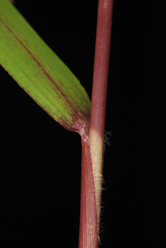 Stem sheath on reddish stem with few hairs (Greensboro, NC)-Mid