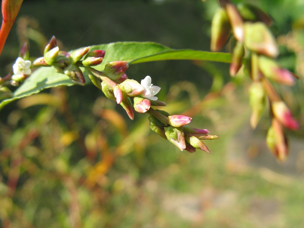 Polygonum hydropiper
