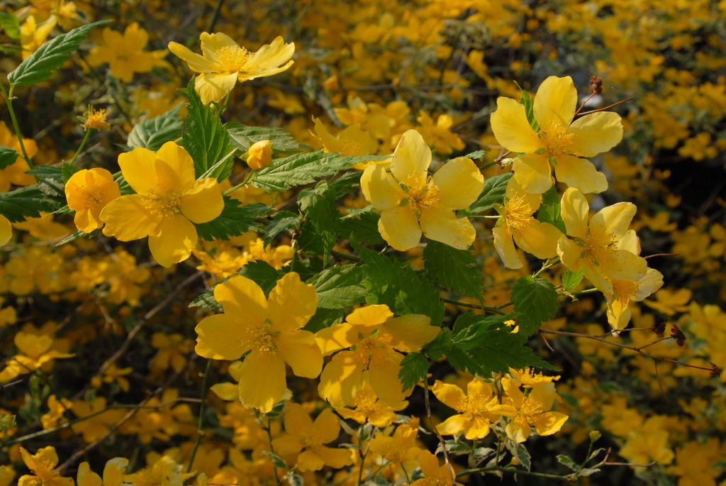 Flower and Leaf