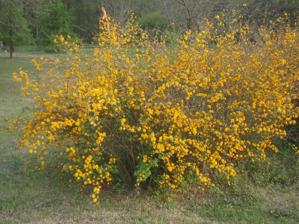 'Pleniflora' Full Form