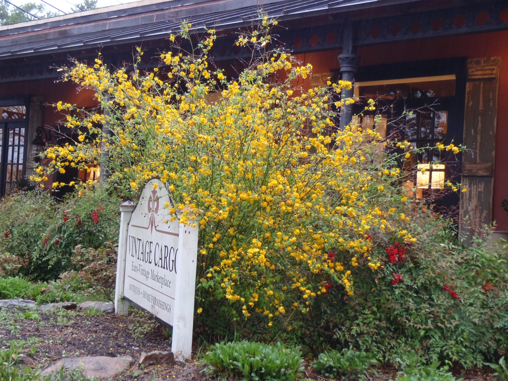 Kerria japonica