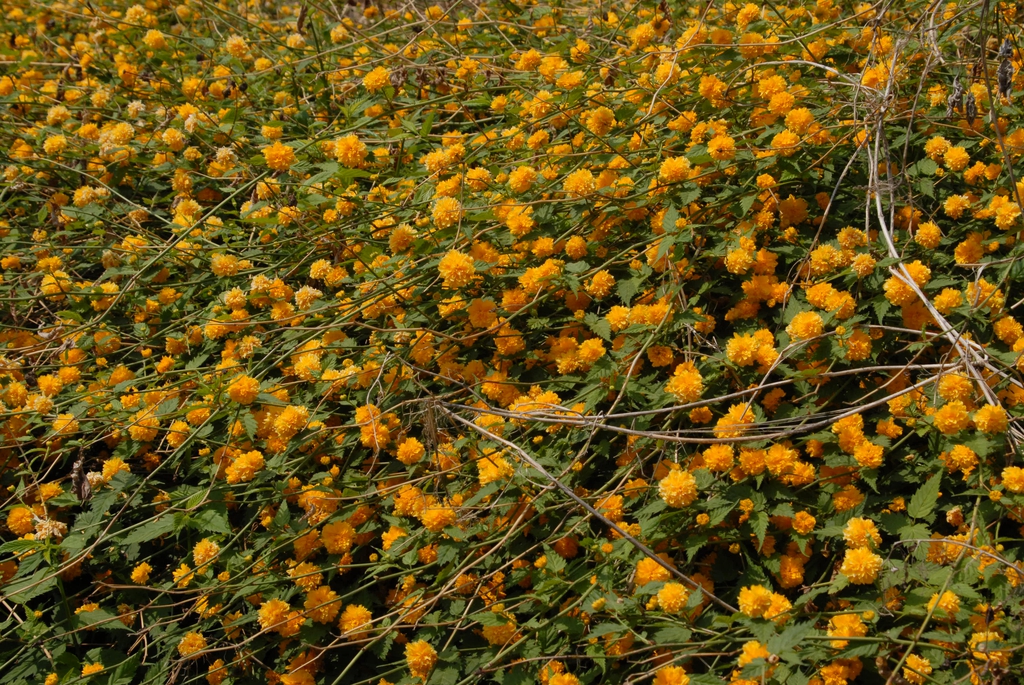 'Pleniflora' Flower