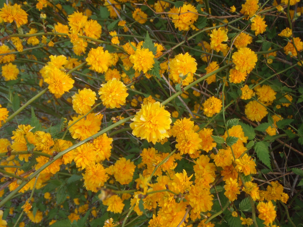'Pleniflora' Flower Close-up