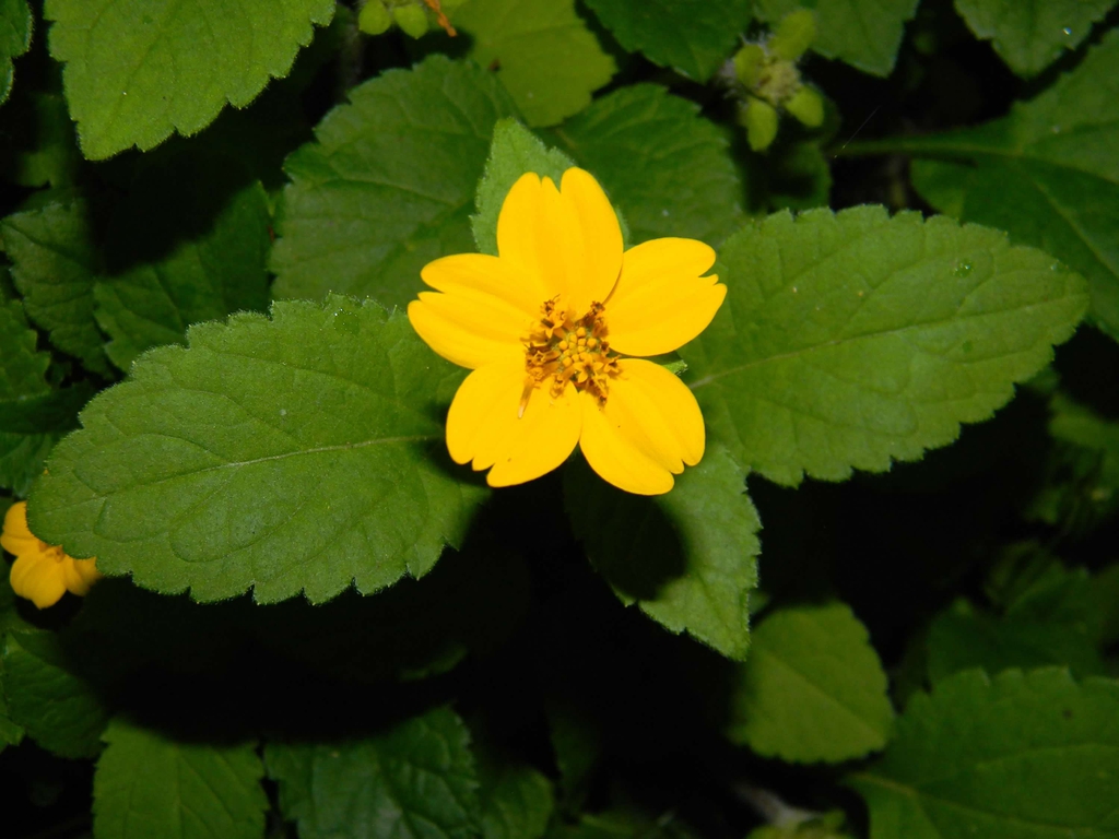 Kerria japonica