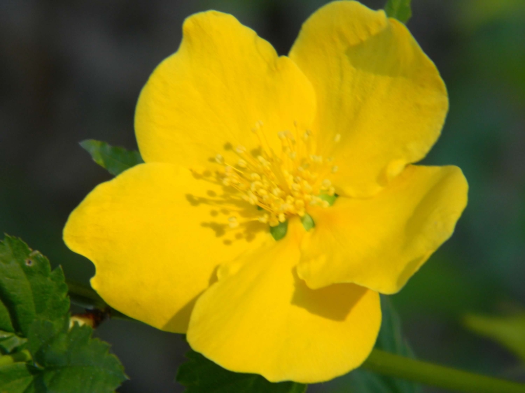 Kerria japonica