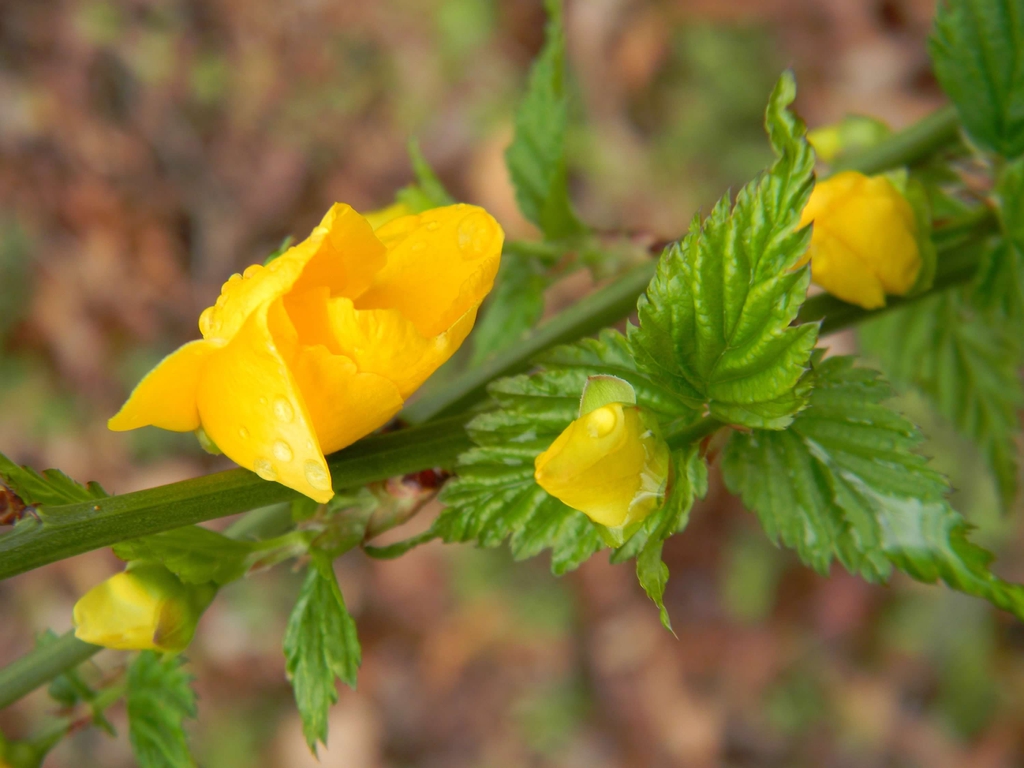 Kerria japonica