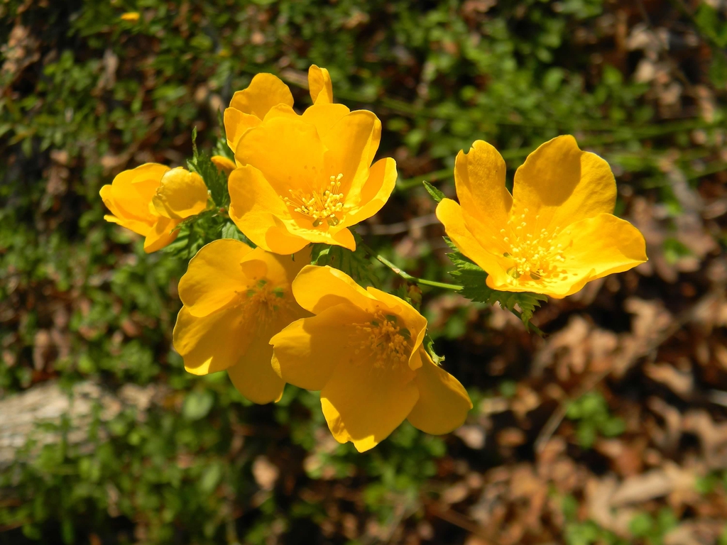 Kerria japonica