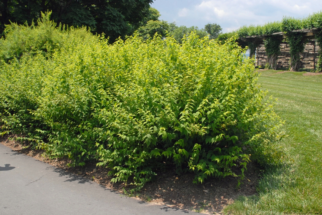 Kerria japonica